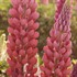 Red Popsicle Lupinus