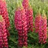 Red Popsicle Lupinus