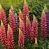 Red Popsicle Lupinus
