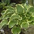 Hosta 'Sagae'