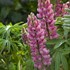 Pink Popsicle Lupine