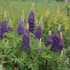 Blue Popsicle Lupine