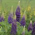 Blue Popsicle Lupine