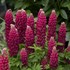 MINI GALLERY Red Lupinus