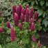 MINI GALLERY Red Lupinus