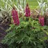 MINI GALLERY Red Lupinus