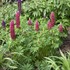 MINI GALLERY Red Lupinus
