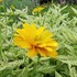 Heliopsis 'Double Sunstruck'