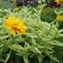 Heliopsis 'Double Sunstruck'