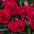 Dianthus Constant® Beauty Red
