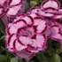 Dianthus Constant Beauty® Pink Crush