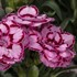 Dianthus Constant Beauty® Pink Crush