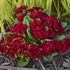 Primula BELARINA VALENTINE
