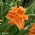 'Rocket City' Daylily