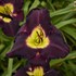 'Bela Lugosi' Daylily