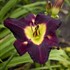 'Bela Lugosi' Daylily
