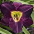 'Bela Lugosi' Daylily