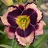 'Rock Solid' Daylily 