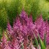 Astilbe c 'Maggie Daley'