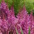 Astilbe c 'Maggie Daley'