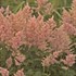 Astilbe 'Peach Blossom'