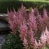 Astilbe 'Peach Blossom'