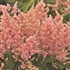Astilbe 'Peach Blossom'