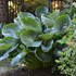 'Abiqua Drinking Gourd' Hosta