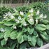 'T Rex' Hosta