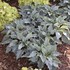 'Waterslide' SHADOWLAND® Collection Hosta