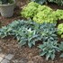 'Waterslide' SHADOWLAND® Collection Hosta