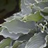'Waterslide' SHADOWLAND® Collection Hosta