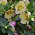 'Tropical Sunset' HONEYMOON® Series Helleborus