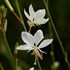 Belleza White Gaura