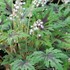 Tiarella 'Timbuktu'
