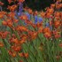 Crocosmia 'Prince of Orange'