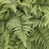 Ghost Fern