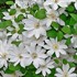Henryi Clematis Vine