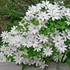 Henryi Clematis Vine