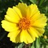 Coreopsis 'Limoncello'