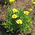 Coreopsis 'Limoncello'