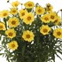 Coreopsis 'Limoncello'
