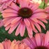 Sunseekers Rainbow Echinacea Coneflower