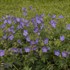 'Johnson's Blue' Geranium