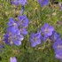 'Johnson's Blue' Geranium