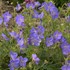 'Johnson's Blue' Geranium