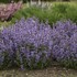 'Cat's Pajamas' Catmint Nepeta hybrid
