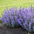 'Cat's Pajamas' Catmint Nepeta hybrid