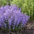 'Cat's Pajamas' Catmint Nepeta hybrid