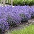 'Cat's Pajamas' Catmint Nepeta hybrid